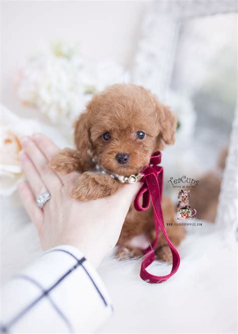 Red Toy Poodle Breeder Teacup Puppies And Boutique