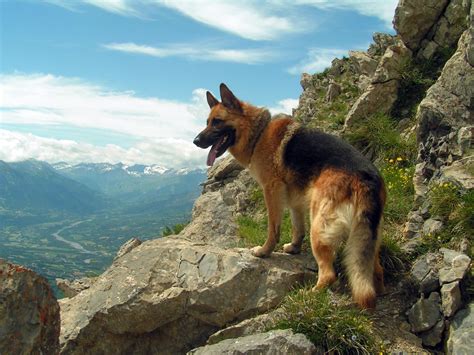 German Shepherd Dog All Big Dog Breeds