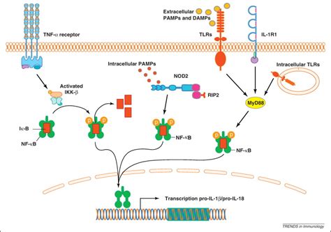 Toll Like Receptor Tlr And Inflammasome Actions In The Central