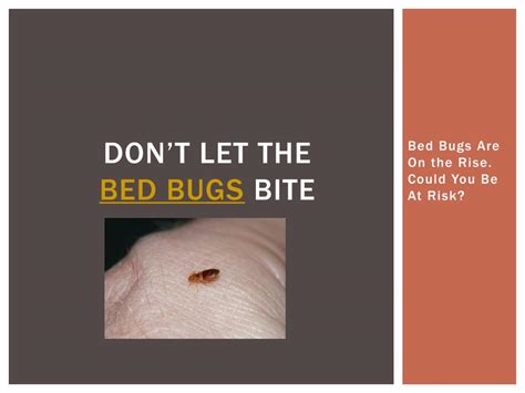Ppt Dont Let The Bed Bugs Bite Bed Bugs Are On The Rise Coul