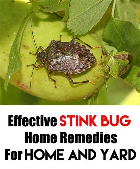 Effective Stink Bug Home Remedies For Home And Yard Home Garden Diy