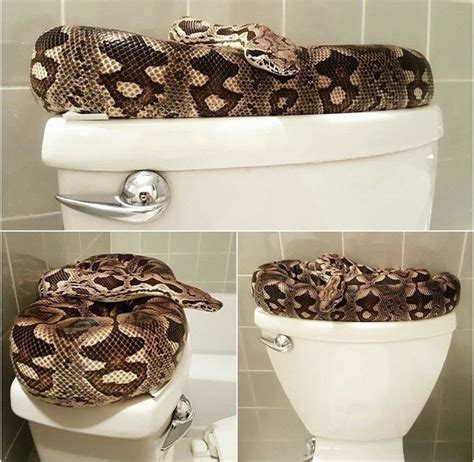 An emotional support animal is considered a service animal, so yes they absolutely could. Can Snakes Really Come up a Toilet? | HubPages