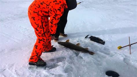 Check Out A 40 Inch Northern Pike Pulled In At Higgins Lake Youtube
