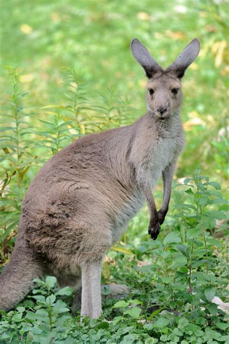 Western Gray Kangaroo Stock Image Image Of Green Grass 16098333