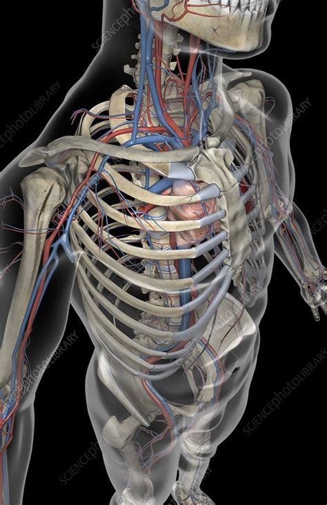 • supply of all cells of the body. The blood vessels of the upper body - Stock Image - C008 ...