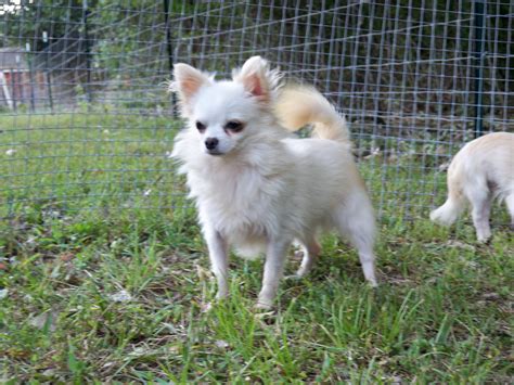 White Fluffy Chihuahua Dog Pets Lovers