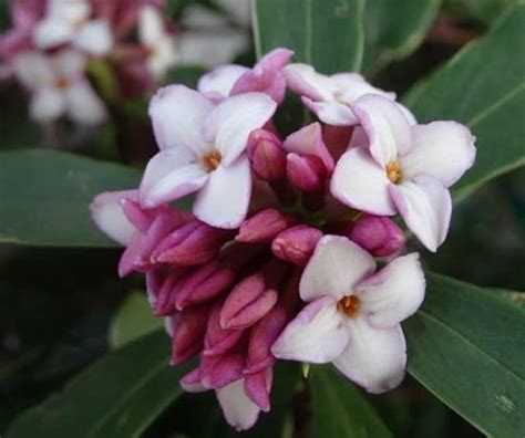 Lemon trees' fruit will smell like lemons, while limes will display a strong lime scent. 13 Best Scented Flowers That Smell Like Lemon & Orange ...