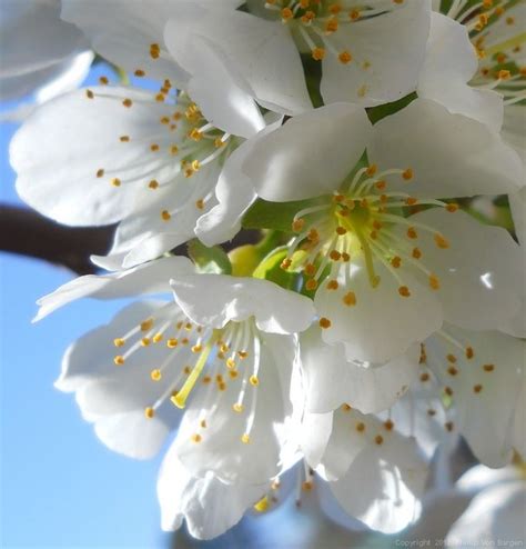 Bing Cherry Blossoms Blossom Bing Cherries Flowers