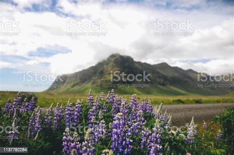 Lavender Field In The Mountains Of Iceland Stock Photo Download Image