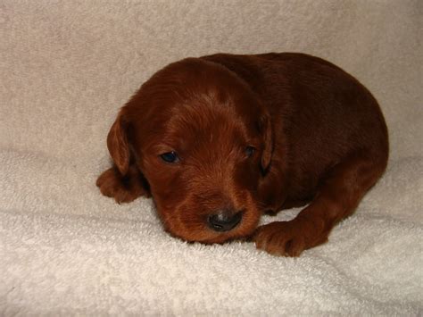 Irish doodle puppy for sale. Irish Doodle & Goldendoodle Puppies For Sale Eagle Valley ...