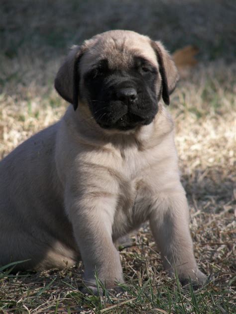 Look at pictures of bullmastiff puppies who need a home. Mastiff Puppies for sale - Two Ponds Kennel