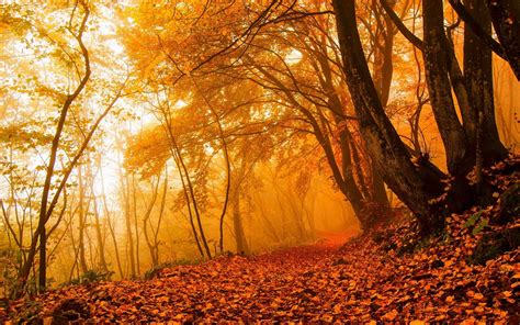 Forest Tree Landscape Nature Autumn Path Wallpapers Hd Desktop