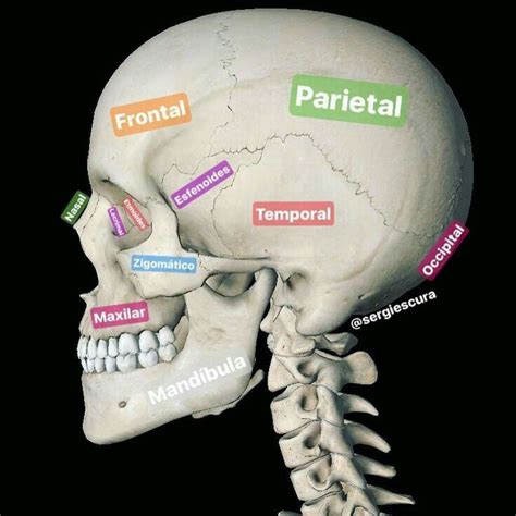 Pin Em Anatomia Ossea