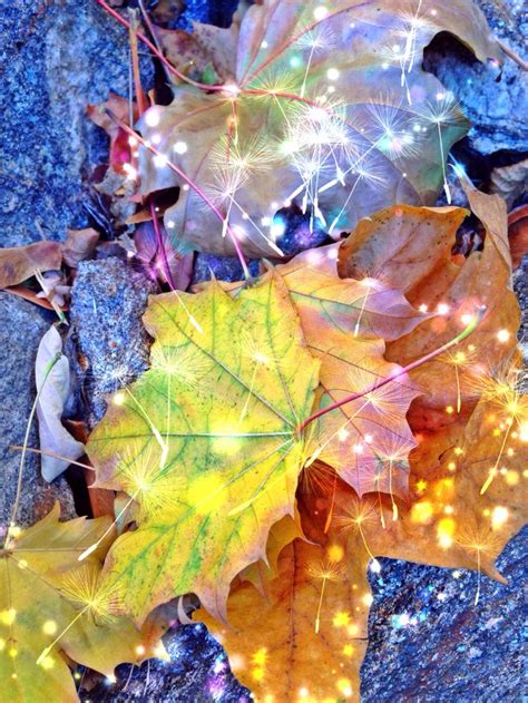 Leaves Colorful Leaves Autumn Lights Beautiful Photography