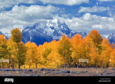 Mt Moran And Fall Colored Aspen Trees Grand Teton National Park Wy