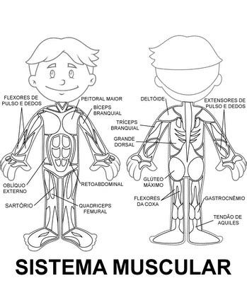 Imagen Relacionada Sistema Muscular Para Ni Os Sistema Oseo El Hot