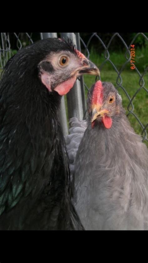 085227902020 indiksi obat ayam dragon sn: Ayam Cemani Hatching Eggs Trade for your Rare breed or ...