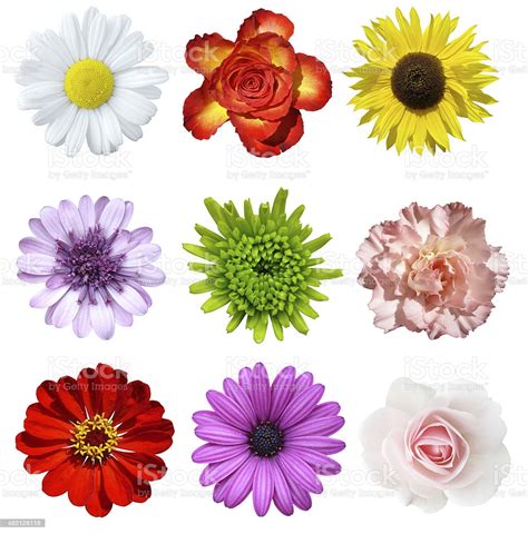 Maybe you would like to learn more about one of these? Cut Out Of Different Kinds Of Flowers Stock Photo ...