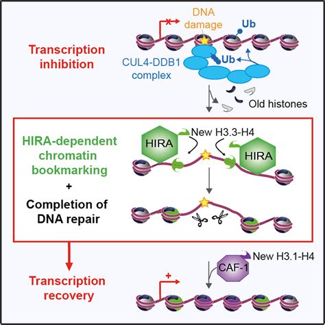 Transcription Recovery After DNA Damage Requires Chromatin Priming By