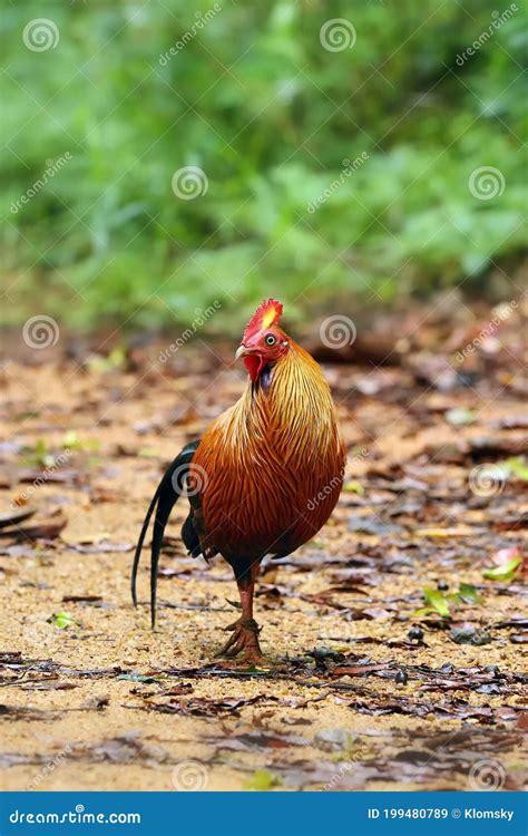 The Sri Lankan Junglefowl Gallus Lafayettii Also Known As The Ceylon