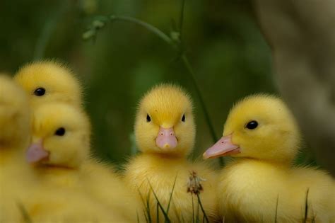 Hd Wallpaper Ducks Chicks Yellow Sweet Good Nature Bird Young