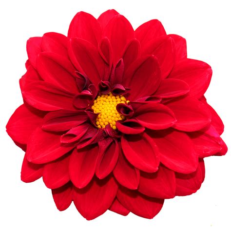 One Flower Png Png Image Collection