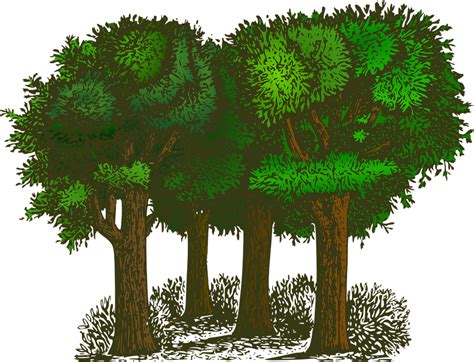 Гора Дървета Растения Безплатни векторни графики в Pixabay Pixabay
