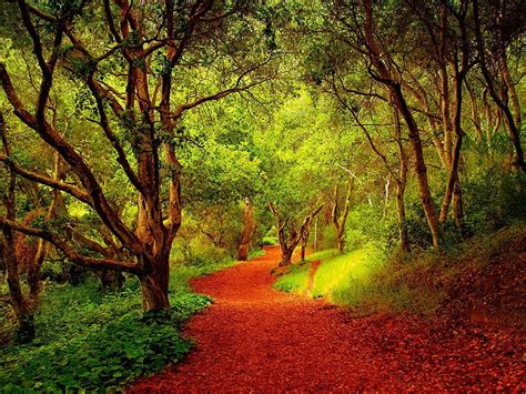 Beautiful Forest Pathway Forest Autumn Path Nature Trees Hd
