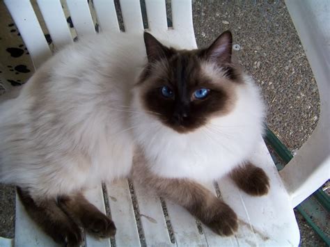 Seal Ragdoll Cat