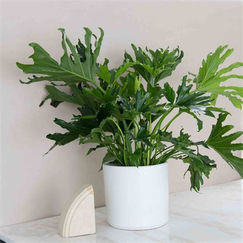 Potted Philodendron Plant Matriarch Floral And Ts