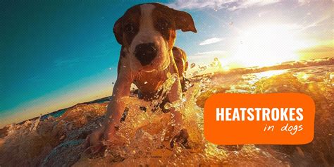 Heat Stroke In Dogs Dehydration And Summer Heatwave