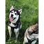 Stud Dog  Male Siberian Husky For Breed Your