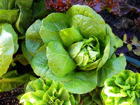 Start Lettuce From Seed In Recycled Containers Birds And Blooms