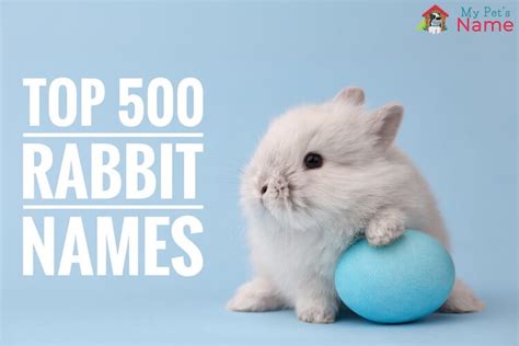 Rabbit Names Top 500 Best Famous And Cute Names My Pets Name