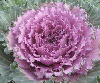 The cold, brisk winds, very short growing seasons, waterlogged and seasonally frozen soils all pose challenges for the plants and animals living in plant adaptations in the tundra biome plants in the tundra have adapted in a variety of ways Ornamental cabbage shows how temperature can have a vivid ...