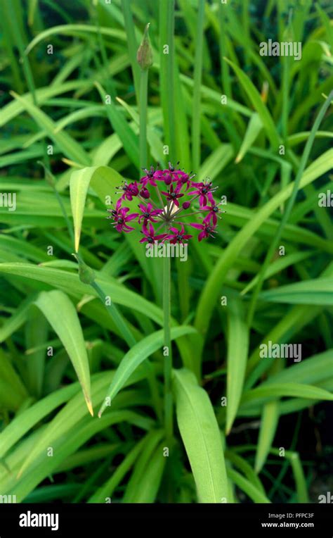 Allium Wallichii Purple Flower Head Surrounded By Green Leaves Close