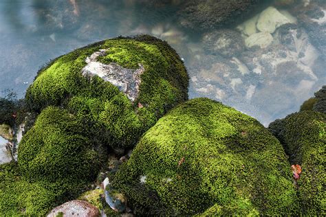 Moss On Rocks Whistler British Photograph By Ben Girardi Fine Art