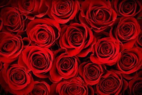 Valentines Day Red Rose Background Stock Photo Download Image Now