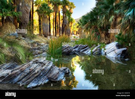Reflection In West Fork Palm Canyon Creek Palm Canyon Indian Canyons