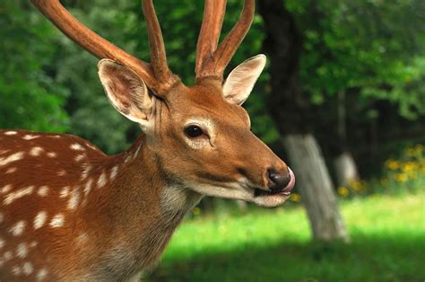 Sika Deer Hunting In Kansas City Shiloh Ranch