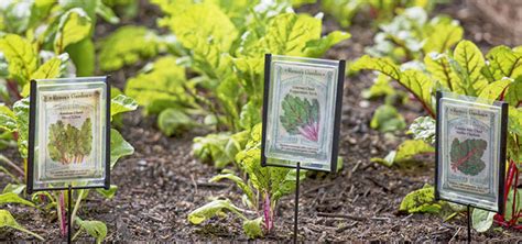 Make Your Own Garden Markers With These Three Easy Diy