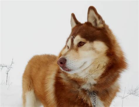 Six Striking Siberian Husky Coat Colors Dogs Addict