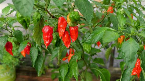 Learn About The Different Types Of Red Chillies