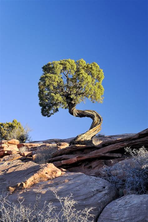 Twisted Tree Unique Trees Old Trees Twisted Tree