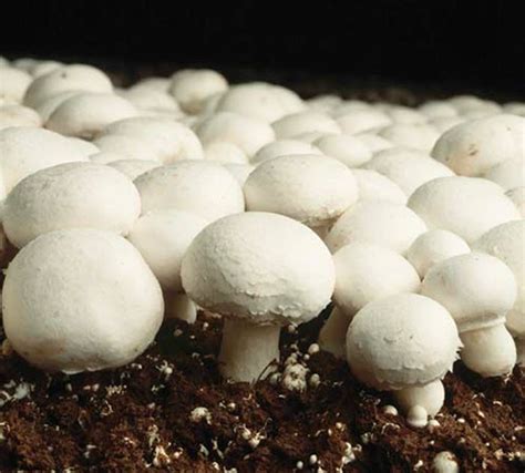 Button Mushroom Grow Kit Produce Your Own Tasty Crops At Home