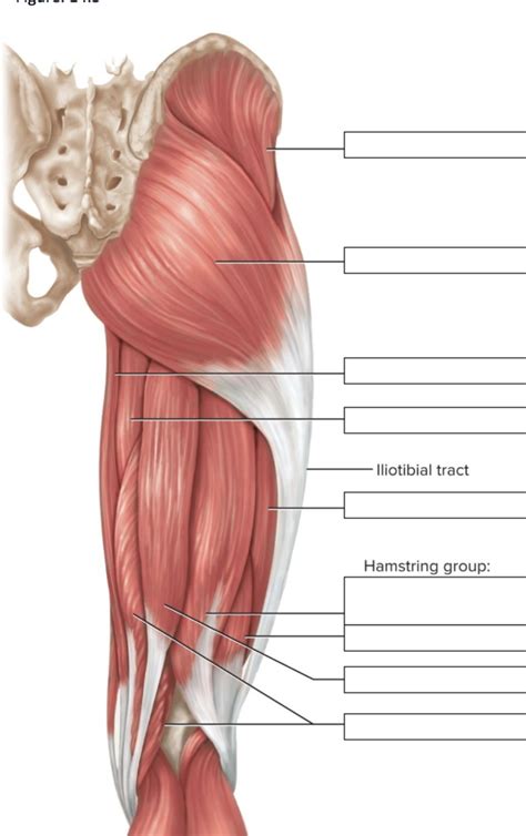 Leg Muscle Diagram Unlabeled Unlabeled Posterior Musc