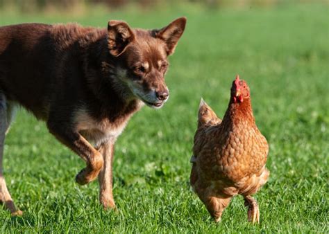 The Complete Guide To Introducing Your Chickens Dogs To Each Other