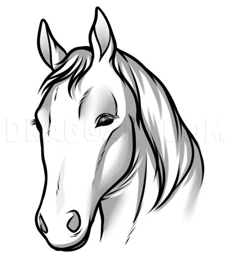 Draw Horse Heads And Faces Step By Step Drawing Guide By Dawn