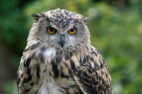 Eurasian Eagle Owl Bubo Bubo Stock Image Image Of Orange Bird