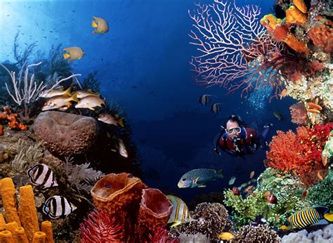 Undersea Corals Wallpapers Hd 2866 Wallpaper Walldiskpaper